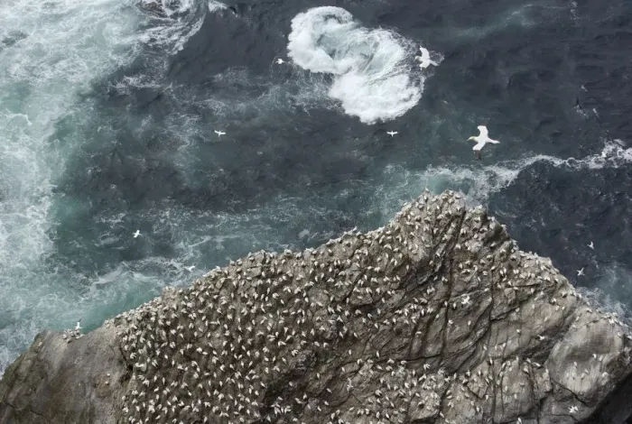 Framed Print : Gannet (Morus bassanus) colony on cliffs, viewed from above, Shetland Islands, Scotland