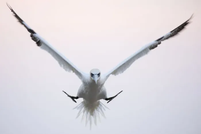 Framed Print : Gannet (Morus bassanus) coming in to land in the colony in evening light, Great Saltee Framed Print : Gannet (Morus bassanus) coming in to land in the colony in evening light, Great Saltee