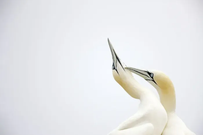 Framed Print : Gannet (Morus bassanus) courtship, Saltee Islands, County Wexford, Ireland, June 2009 Framed Print : Gannet (Morus bassanus) courtship, Saltee Islands, County Wexford, Ireland, June 2009