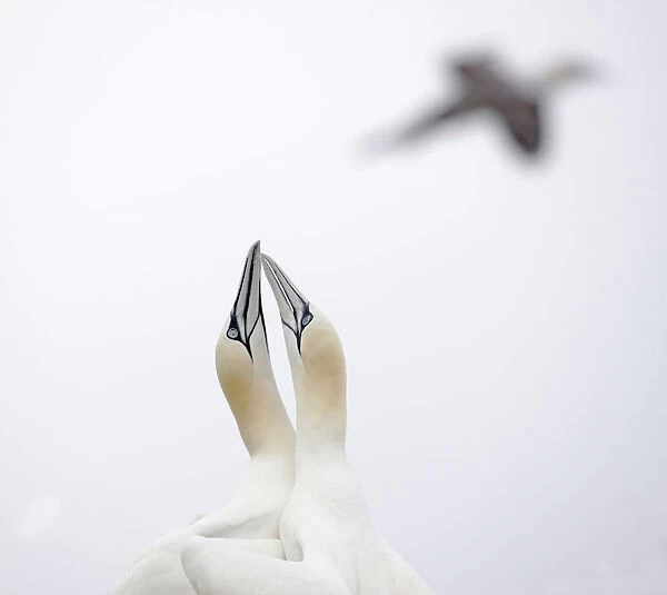Gannet (Morus bassanus) courtship, Saltee Islands, County Wexford, Ireland, June 2009
