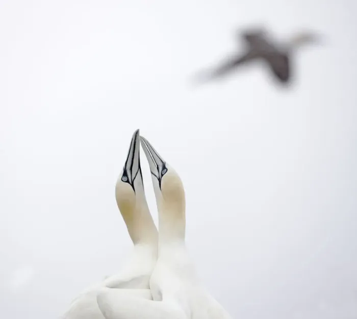 Framed Print : Gannet (Morus bassanus) courtship, Saltee Islands, County Wexford, Ireland, June 2009 Framed Print : Gannet (Morus bassanus) courtship, Saltee Islands, County Wexford, Ireland, June 2009