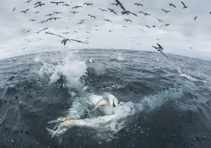 Framed Print : Gannet (Morus bassanus) diving for fish, Noss, Shetland Islands, Scotland, UK, August Framed Print : Gannet (Morus bassanus) diving for fish, Noss, Shetland Islands, Scotland, UK, August