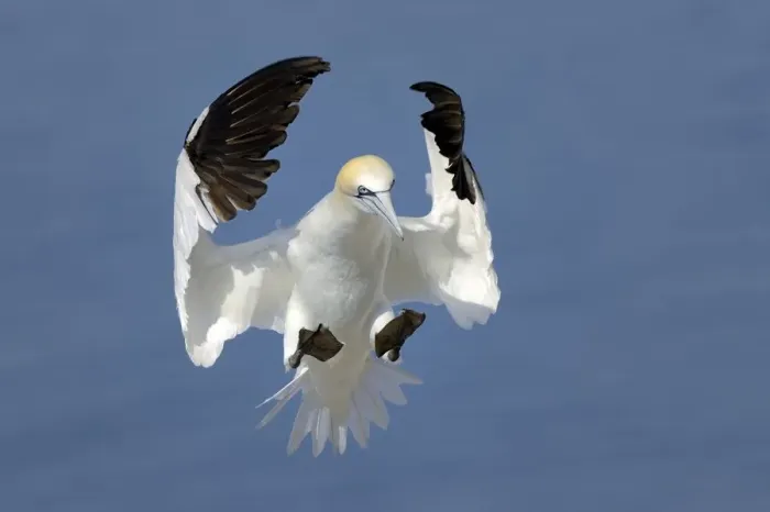 Framed Print : Gannet (Morus bassanus) in flight landing in the colony, Bass Rock, Scotland, UK, July Framed Print : Gannet (Morus bassanus) in flight landing in the colony, Bass Rock, Scotland, UK, July