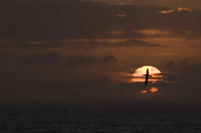 Framed Print : Gannet (Morus bassanus) in flight is silhouetted against the setting sun. Shetland Islands Framed Print : Gannet (Morus bassanus) in flight is silhouetted against the setting sun. Shetland Islands