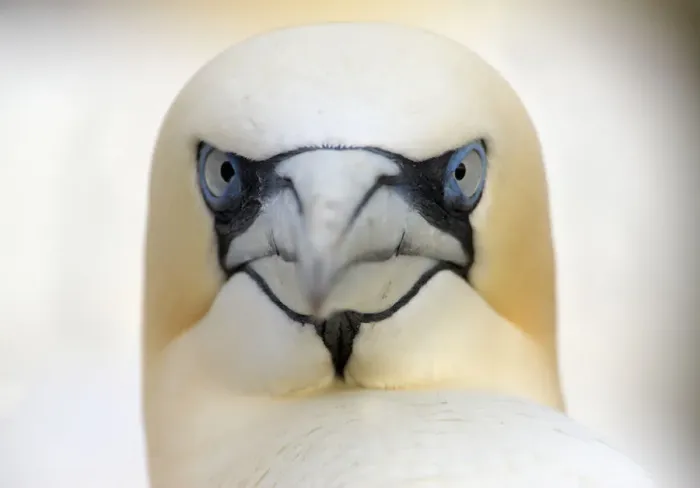 Framed Print : Gannet (Morus bassanus) head portrait, Saltee Islands, Ireland, June 2009 WWE BOOK Framed Print : Gannet (Morus bassanus) head portrait, Saltee Islands, Ireland, June 2009 WWE BOOK