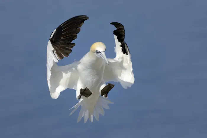 Framed Print : Gannet (Morus bassanus) landing in colony, Bass Rock, Scotland, UK, July
