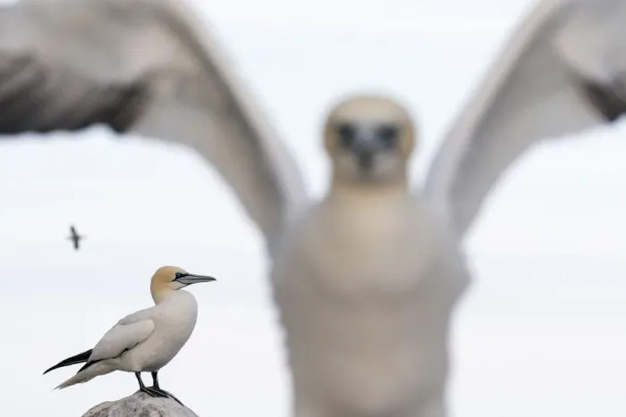 Framed Print : Gannet (Morus bassanus) nearest out of focus, Great Saltee, Saltee Islands, County Wexford Framed Print : Gannet (Morus bassanus) nearest out of focus, Great Saltee, Saltee Islands, County Wexford