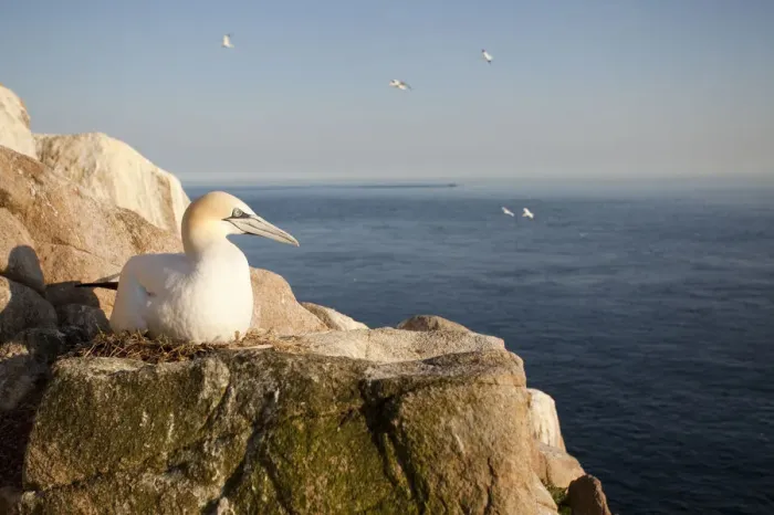 Framed Print : Gannet (Morus bassanus) on nest on cliff. June 2010 Framed Print : Gannet (Morus bassanus) on nest on cliff. June 2010