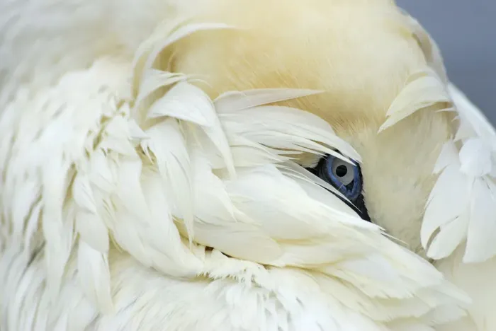 Framed Print : Gannet (Morus bassanus) portrait, Shetland Islands, Scotland, UK Framed Print : Gannet (Morus bassanus) portrait, Shetland Islands, Scotland, UK