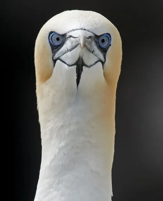 Framed Print : Gannet (Morus bassanus) Shetland, England, UK. July