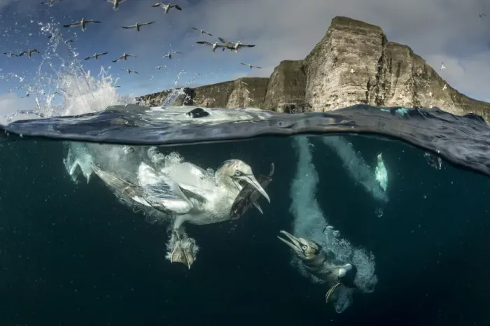 Framed Print : Gannets (Morus bassanus) diving to feed on discarded fish, Shetland, Scotland, UK, April Framed Print : Gannets (Morus bassanus) diving to feed on discarded fish, Shetland, Scotland, UK, April