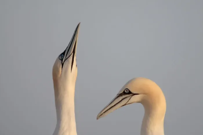 Framed Print : Gannets (Morus bassanus) pair, Saltee Islands, County Wexford, Ireland, June 2009 Framed Print : Gannets (Morus bassanus) pair, Saltee Islands, County Wexford, Ireland, June 2009