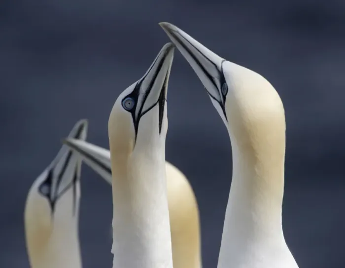 Framed Print : Gannets (Morus bassanus) Saltee Islands, County Wexford, Ireland, June 2009 Framed Print : Gannets (Morus bassanus) Saltee Islands, County Wexford, Ireland, June 2009