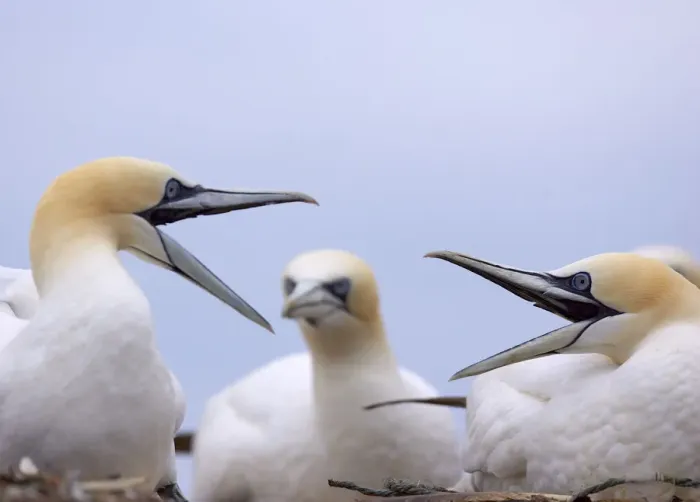 Framed Print : Two Gannets (Morus bassanus) squabbling, watched by another in the background Framed Print : Two Gannets (Morus bassanus) squabbling, watched by another in the background