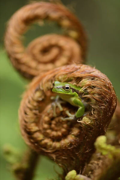 Gaoligongshan Tree Frog (Polypedates  /  Rhacophorus gongshanensis) in fern (Cibotium
