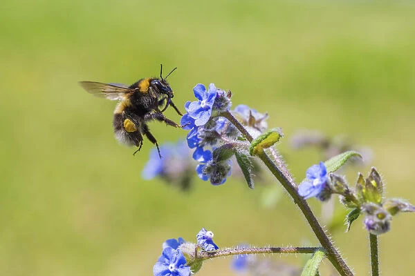 Garden bumblebee (Bombus hortorum) flying to Green alkanet (Pentaglottis sempervirens)