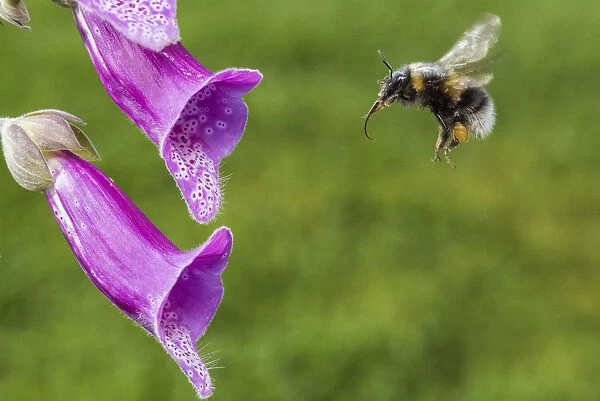 Garden bumblebee (Bombus hortorum) flying to feed on Foxglove (Digitalis purpurea) Monmouthshire