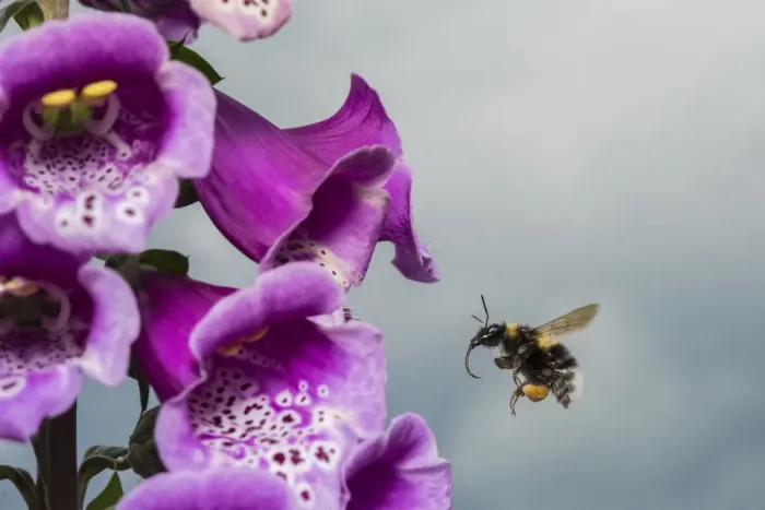 Framed Print : Garden bumblebee (Bombus hortorum), flying to Foxglove (Digitalis purpurea), flower