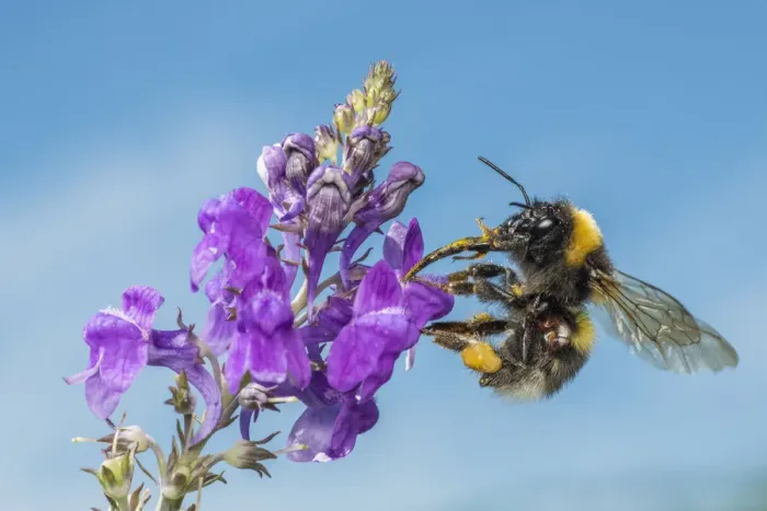 Framed Print : Garden bumblebee (Bombus hortorum), on Purple toadflax (Linaria purpurea), Monmouthshire Framed Print : Garden bumblebee (Bombus hortorum), on Purple toadflax (Linaria purpurea), Monmouthshire