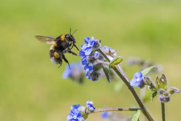 Framed Print : Garden bumblebee (Bombus hortorum) flying to Green alkanet (Pentaglottis sempervirens)