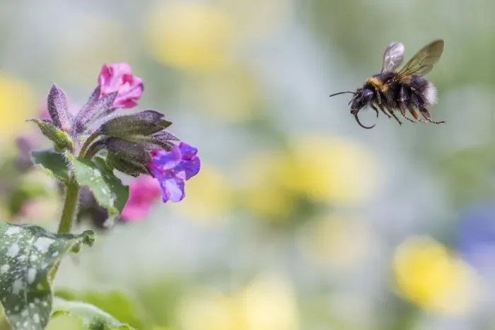 Framed Print : Garden bumblebee (Bombus hortorum) flying towards Lungwort (Pulmonaria officinalis) flower