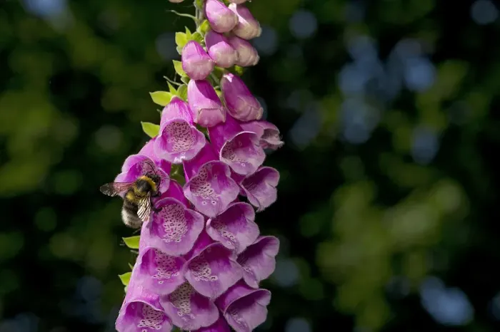 Framed Print : Garden bumblebee (Bombus hortorum) on Foxglove (Digitalis purpurea), spatter marks Framed Print : Garden bumblebee (Bombus hortorum) on Foxglove (Digitalis purpurea), spatter marks