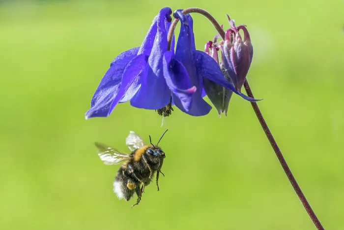 Framed Print : Garden bumblebee (Bombus hortorum) male, in flight approaching Columbine (Aquilegia vulgaris) flower, Monmouthshire, Wales, UK Framed Print : Garden bumblebee (Bombus hortorum) male, in flight approaching Columbine (Aquilegia vulgaris) flower, Monmouthshire, Wales, UK