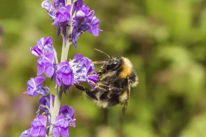 Framed Print : Garden bumblebee (Bombus hortorum) worker visiting Purple toadflax (Linaria purpurea) Monmouthshire
