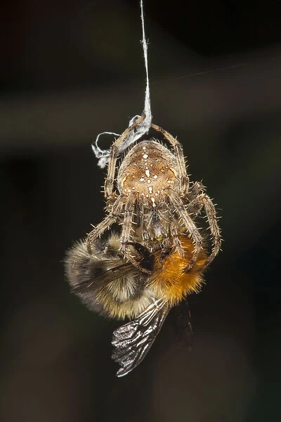 Garden Cross Spider (Araneus diadematus) wrapping its Common Carder Bee (Bombus pascuorum)