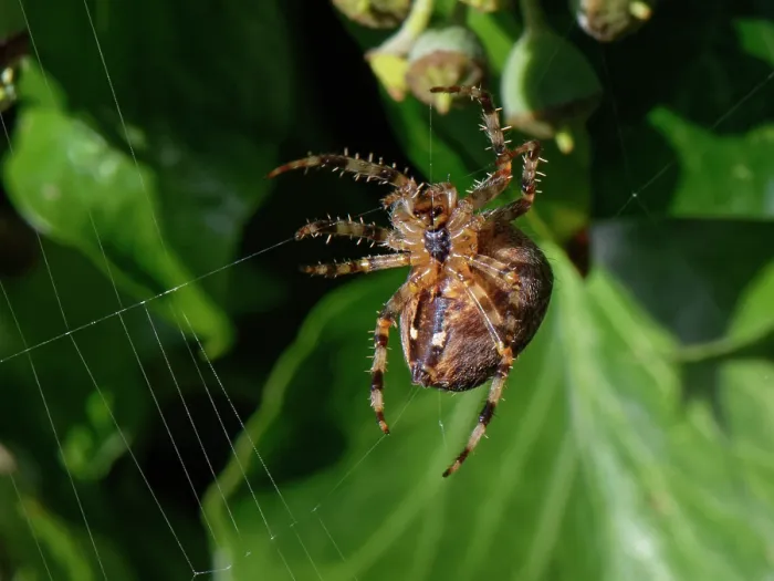 Framed Print : Garden cross spider (Araneus diadematus) female, spinning a web in an Ivy (Hedera helix) bush, Wiltshire, England, UK. October
