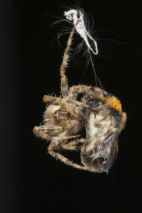 Framed Print : Garden Cross Spider (Araneus diadematus) wrapping its Common Carder Bee (Bombus pascuorum) Framed Print : Garden Cross Spider (Araneus diadematus) wrapping its Common Carder Bee (Bombus pascuorum)