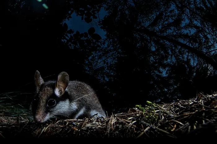 Framed Print : Garden dormouse (Eliomys quercinus) foraging in forest a night, Mont Avic natural park, Aosta valley, Italy. July Framed Print : Garden dormouse (Eliomys quercinus) foraging in forest a night, Mont Avic natural park, Aosta valley, Italy. July