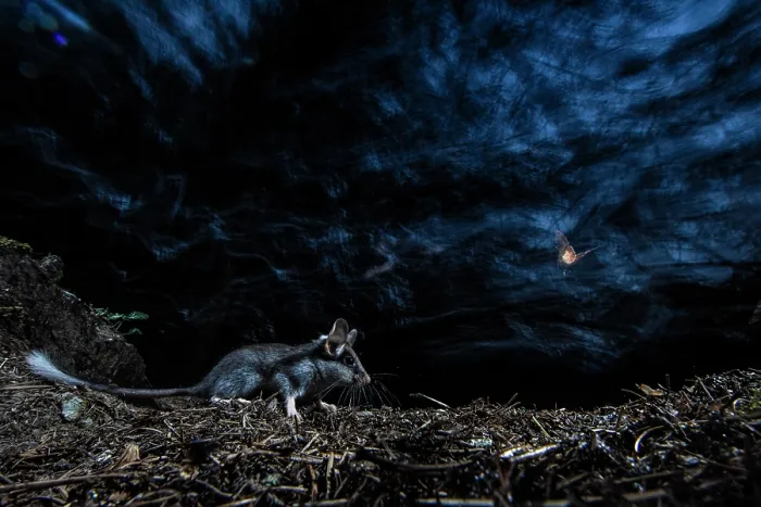Framed Print : Garden dormouse (Eliomys quercinus) running through forest at night, Mont Avic natural park, Aosta valley, Italy. July Framed Print : Garden dormouse (Eliomys quercinus) running through forest at night, Mont Avic natural park, Aosta valley, Italy. July