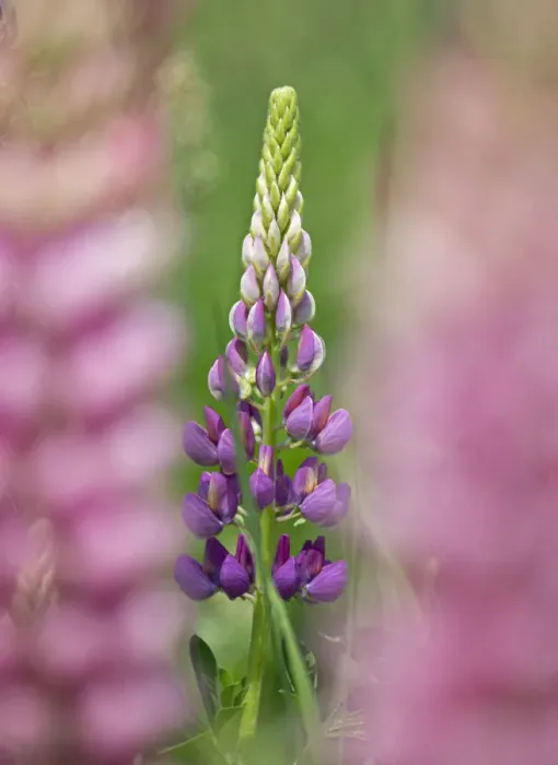 Framed Print : Garden lupin (Lupinus polyphyllus) Terwick Church Fields, Sussex, UK. June Framed Print : Garden lupin (Lupinus polyphyllus) Terwick Church Fields, Sussex, UK. June