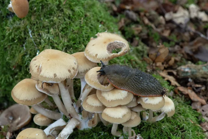 Framed Print : Garden slug (Arion hortensis) feeding on clustered Brittlestem mushrooms (Psathyrella multipedata), Sussex, England, UK. October Framed Print : Garden slug (Arion hortensis) feeding on clustered Brittlestem mushrooms (Psathyrella multipedata), Sussex, England, UK. October