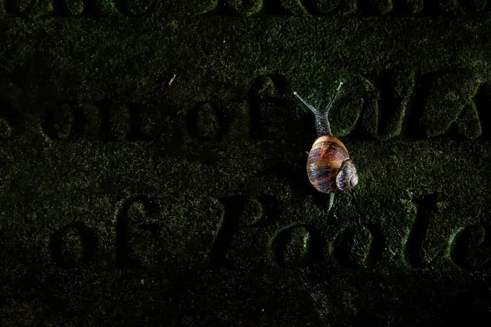 Framed Print : Garden snail (Cornu aspersum) creeping up a gravestone, Arnos Vale Cemetery, Bristol, England, UK. June Framed Print : Garden snail (Cornu aspersum) creeping up a gravestone, Arnos Vale Cemetery, Bristol, England, UK. June