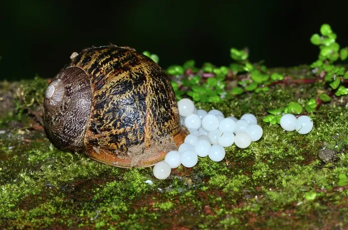 Framed Print : Garden snail (Cornu aspersum) laying eggs, Dorset, England, UK. June Framed Print : Garden snail (Cornu aspersum) laying eggs, Dorset, England, UK. June