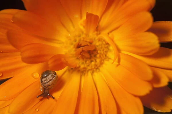 Garden snail (Helix aspersa) baby on Marigold flower, UK