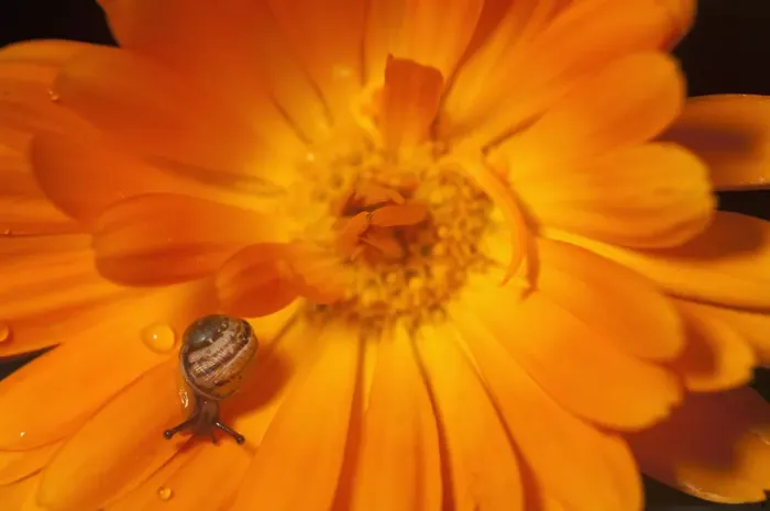 Framed Print : Garden snail (Helix aspersa) baby on Marigold flower, UK Framed Print : Garden snail (Helix aspersa) baby on Marigold flower, UK
