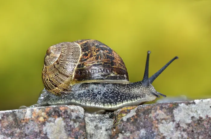 Framed Print : Garden snail (helix aspersa) on garden wall, portrait, Dorset, England, UK. June. Controlled conditions
