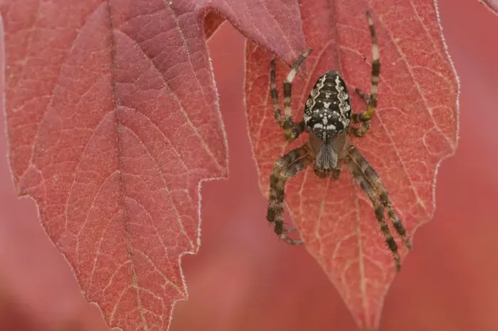 Framed Print : Garden spider (Araneus diadematus) on autumn leaf, Belgium Framed Print : Garden spider (Araneus diadematus) on autumn leaf, Belgium