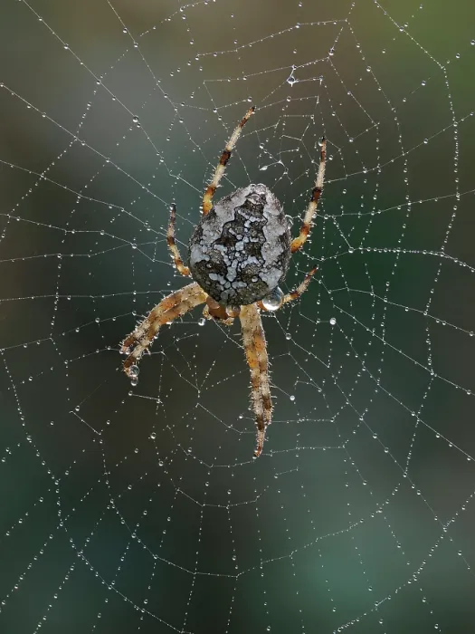Framed Print : Garden spider (Araneus diadematus) on orb web at dawn with dew, Hertfordshire, England, UK. September. Focus stacked Framed Print : Garden spider (Araneus diadematus) on orb web at dawn with dew, Hertfordshire, England, UK. September. Focus stacked