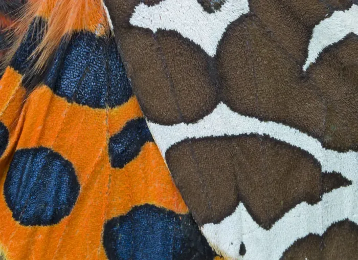 Framed Print : Garden tiger moth (Arctica caja) close up of patterns on wings, England, UK, July
