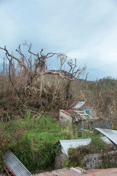 Framed Print : A garden, trees and utility structures devastated by category 5 hurricane Maria, Dominica, Lesser Antilles. September, 2017