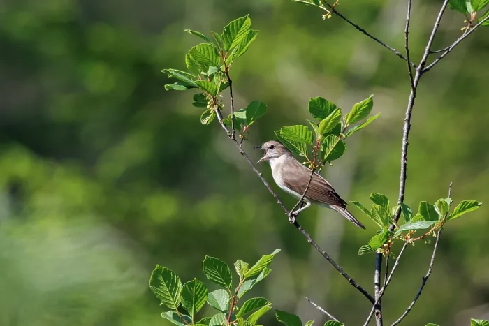 Framed Print : Garden warbler (Sylvia borin) perched on branch singing, Upper Bavaria, Germany. June Framed Print : Garden warbler (Sylvia borin) perched on branch singing, Upper Bavaria, Germany. June