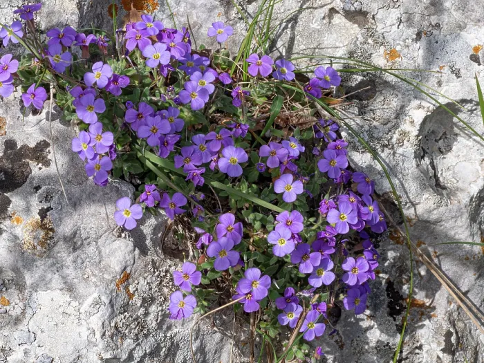 Framed Print : Gargano aubrieta (Aubrieta columnae italica) in flower among limestone rocks, Monte St Angelo, Gargano, Italy. April Framed Print : Gargano aubrieta (Aubrieta columnae italica) in flower among limestone rocks, Monte St Angelo, Gargano, Italy. April