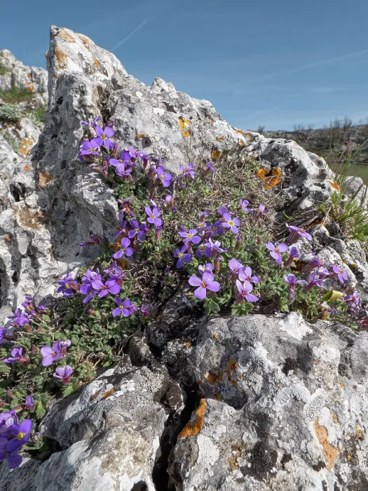 Framed Print : Gargano aubrieta (Aubrieta columnae italica) in flower among limestone rocks, Monte St Angelo, Gargano, Italy. April Framed Print : Gargano aubrieta (Aubrieta columnae italica) in flower among limestone rocks, Monte St Angelo, Gargano, Italy. April