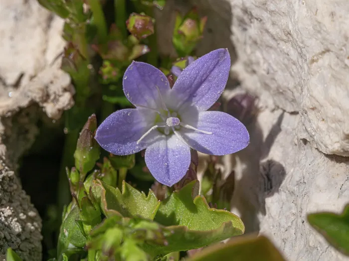 Framed Print : Gargano bellflower (Campanula garganica) in flower on limestone cliff, nr. Santa Maria Di Pulsano, Gargano, Puglia, Italy. April Framed Print : Gargano bellflower (Campanula garganica) in flower on limestone cliff, nr. Santa Maria Di Pulsano, Gargano, Puglia, Italy. April
