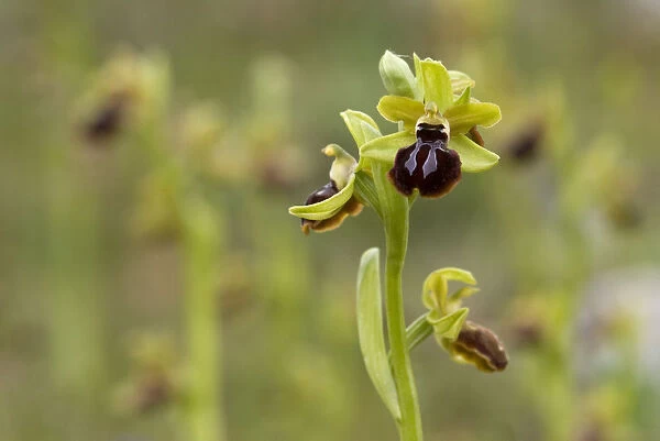 Gargano ophrys (Ophrys garganica) Gargano National Park, Gargano Peninsula, Apulia