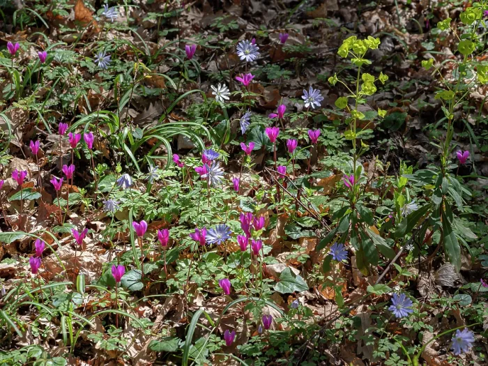 Framed Print : Gargano woodland flowers including Ivy-leaved cyclamen (Cyclamen neapolitanum), Apennine anemone (Anemone apennina) and Wood spurge (Euphorbia amygdaloides), Umbra Forest Framed Print : Gargano woodland flowers including Ivy-leaved cyclamen (Cyclamen neapolitanum), Apennine anemone (Anemone apennina) and Wood spurge (Euphorbia amygdaloides), Umbra Forest